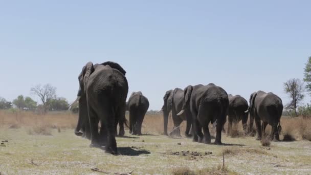 Herd of African elephants in african bush going out from waterhole — Stock Video