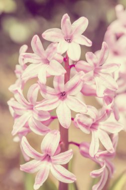 pembe sümbül çiçek bahar bahçe vintage renk tonu