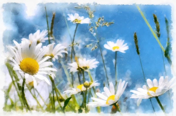 Våren daisy flower fältet vintage — Stockfoto