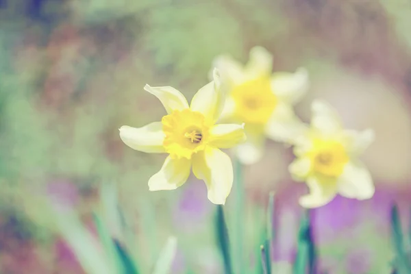 Το daffodils άνοιξη στον κήπο, vintage ελαφριά χρώματα κρητιδογραφιών — Φωτογραφία Αρχείου