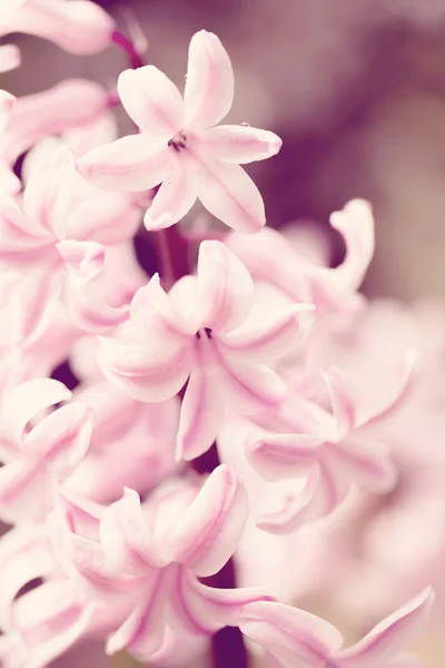 Fiore rosa giacinto in giardino primaverile in tono di colore vintage — Foto Stock