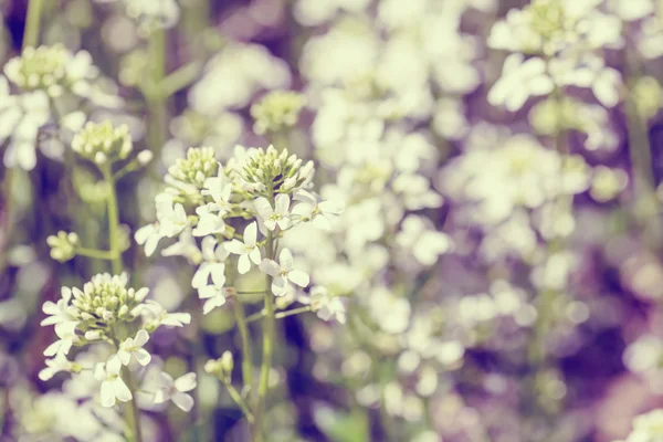 Kwiat wiosna w ogrodzie tonem rocznika płytkiej ostrości — Zdjęcie stockowe