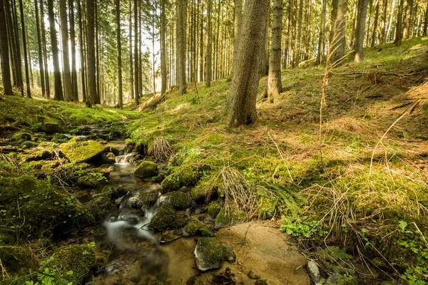 Cai no pequeno rio de montanha em uma floresta — Fotografia de Stock