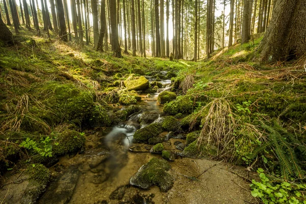 Cai no pequeno rio de montanha em uma floresta — Fotografia de Stock