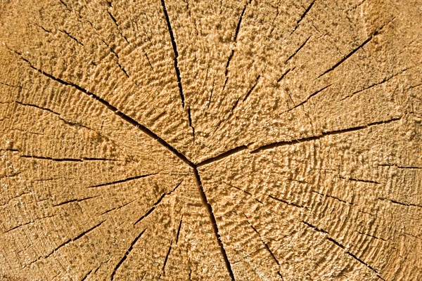 Houttextuur van de boomstam, close-up — Stockfoto