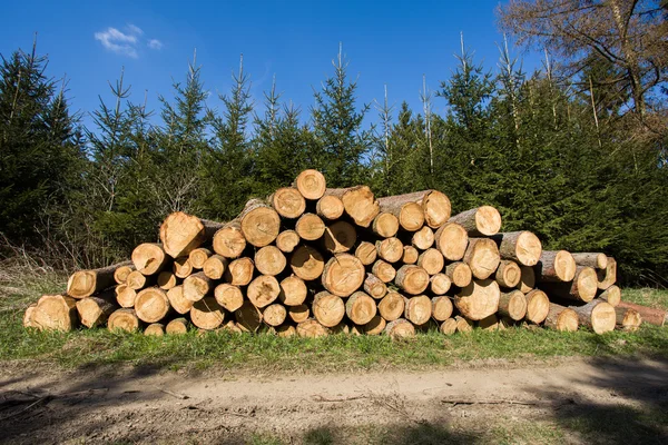 Куча древесины возле лесной дороги — стоковое фото
