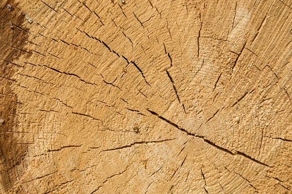 Struttura di legno di tronco d'albero di taglio, primo piano — Foto Stock