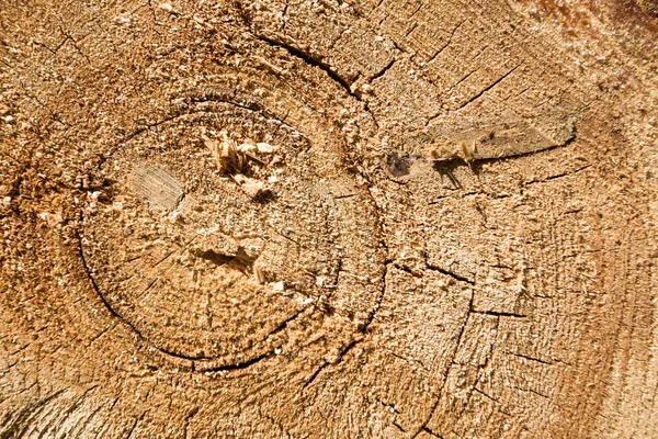 Struttura di legno di tronco d'albero di taglio, primo piano — Foto Stock