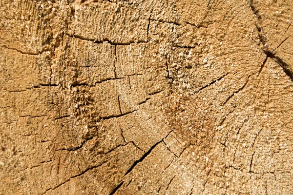 Dřevitá textura řezaného kmene, detailní záběr — Stock fotografie