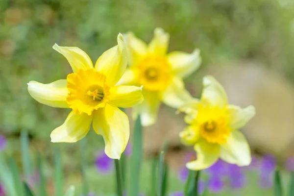 Spring daffodils in garden, in light pastel colors Stock Picture
