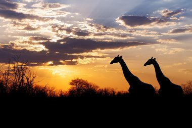 günbatımı ve siluet Afrika'da zürafa