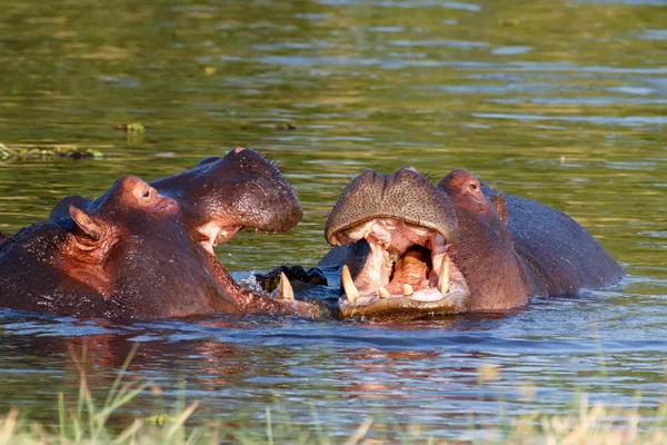 Two fighting young male hippopotamus Hippopotamus — Stock Photo, Image