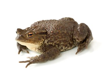 Ortak kurbağa, bufo bufo, izole 