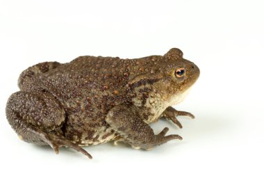 Common toad, bufo bufo, isolated  clipart