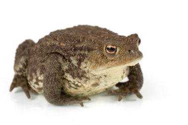 Ortak kurbağa, bufo bufo, izole 