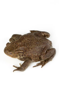 Ortak kurbağa, bufo bufo, izole 