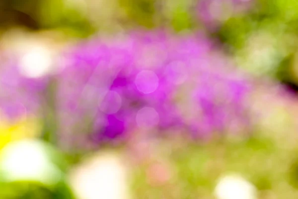 Suddiga bakgrunden av blomma — Stockfoto