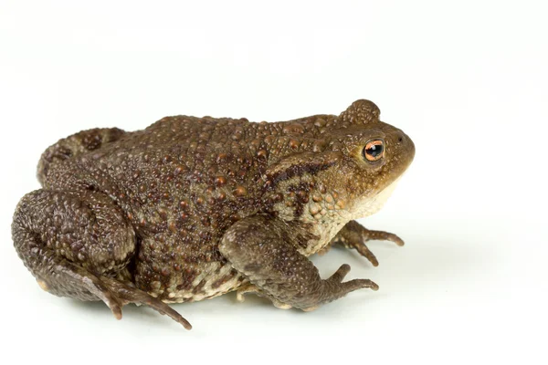 Sapo comum, bufo bufo, isolado — Fotografia de Stock