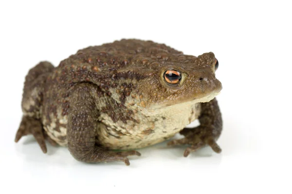 Sapo comum, bufo bufo, isolado — Fotografia de Stock