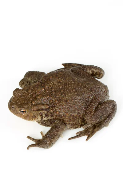 Sapo comum, bufo bufo, isolado — Fotografia de Stock