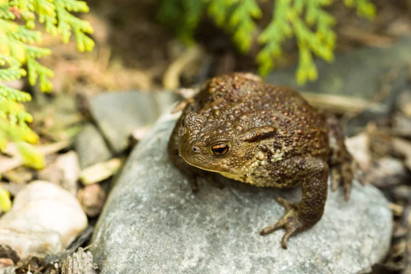 Sapo comum europeu, bufo bufo ao ar livre — Fotografia de Stock