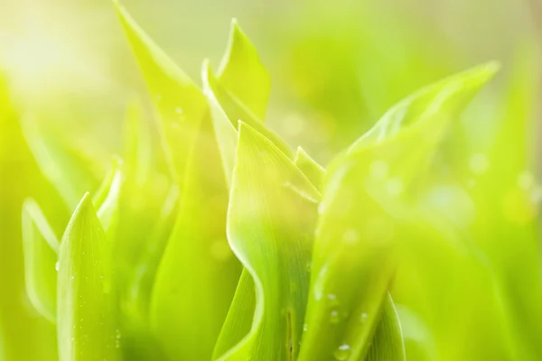 Water drops on green plant leaf spring natural — Stock Photo, Image