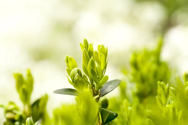 Green plant spring background — Stock Photo, Image
