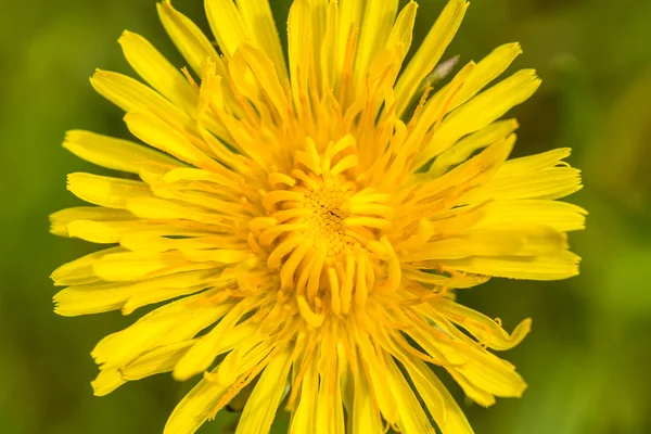 Diente de león amarillo sobre un fondo verde —  Fotos de Stock