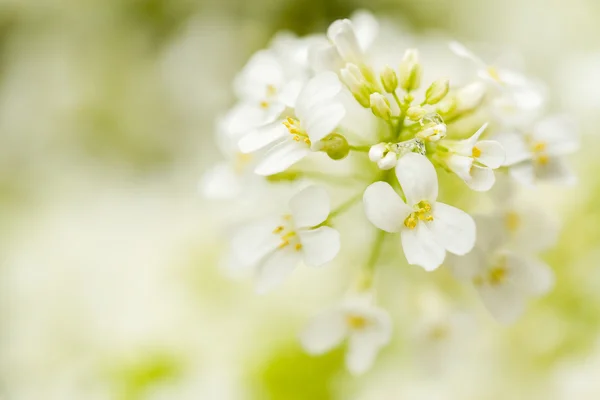 Fleur de printemps dans le jardin avec foyer peu profond — Photo