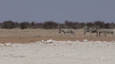 Afrika bush Zebras
