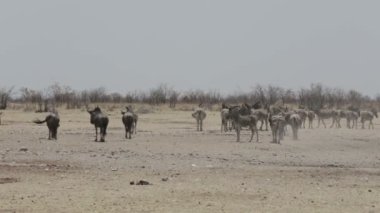 Zebralar ve wilderbeest Afrika Bush