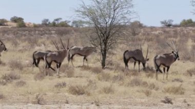 Gemsbok, Oryx gazella, Kgalagadi Sınırötesi Park