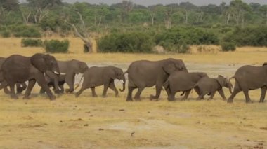 Sürüsü Afrika ziyarette200