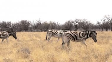 Afrika bush Zebras