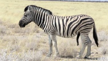 Zebralar erkek Afrika bush çiftleşme için hazır