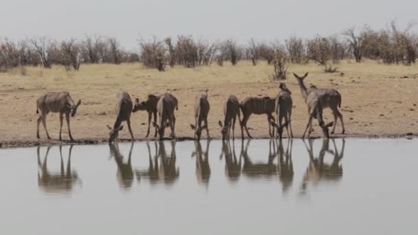 Herd of Kudu drinking from waterhole — Stock Video