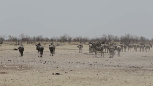 Зебры и дикие звери в африканских кустах — стоковое видео