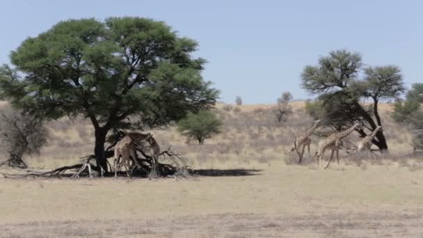 Majestueuze giraffen giraffe in nationaal park kgalagadi — Stockvideo