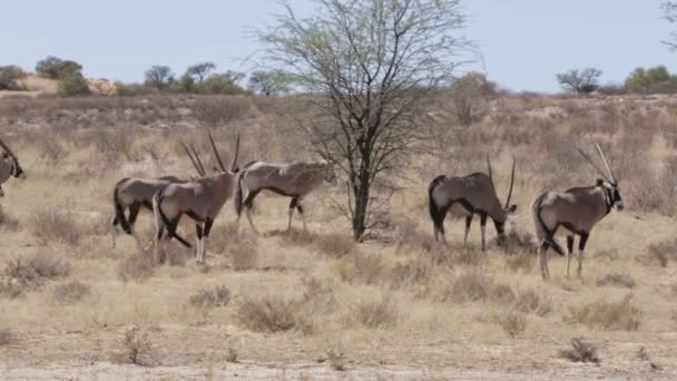 Nyársas antilop (Oryx gazella), Kgalagadi átnyúló Park