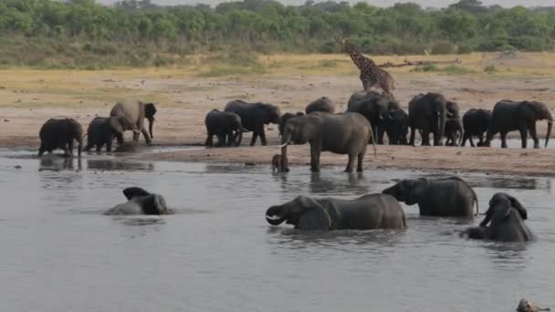 Manada de elefantes africanos en el abrevadero — Vídeo de stock