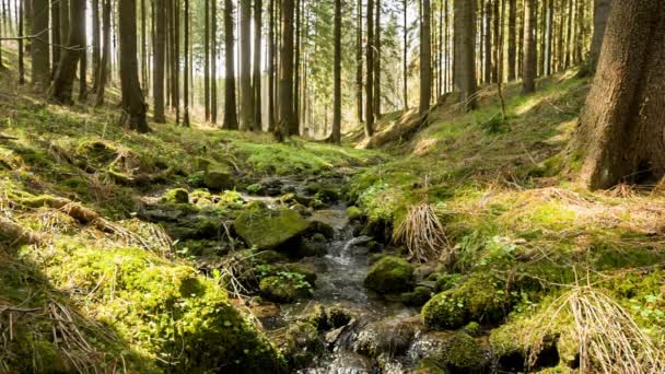 Chutes sur la petite rivière de montagne dans une forêt 