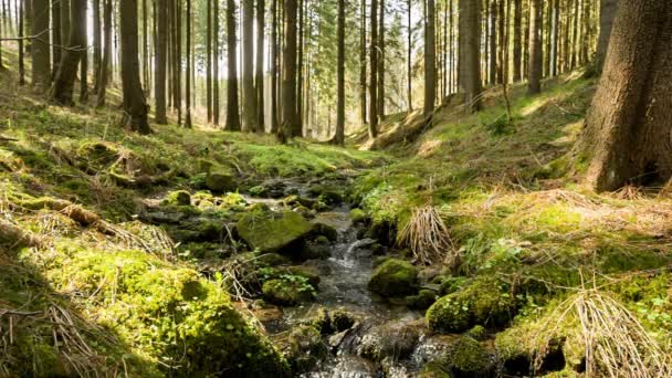 Caídas en el pequeño río de montaña en un bosque — Vídeo de stock