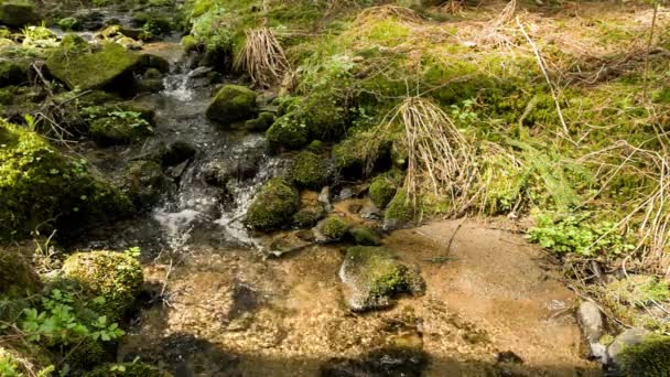 Fällt auf den kleinen Gebirgsfluss in einem Wald — Stockvideo