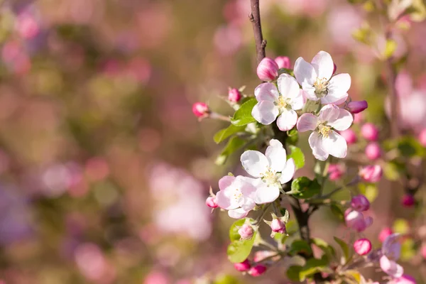 Blühender Apfel im Frühling — Stockfoto