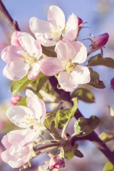 Maçã florescente na primavera — Fotografia de Stock