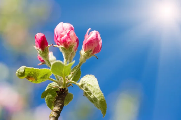 Capullo de manzana en primavera — Foto de Stock