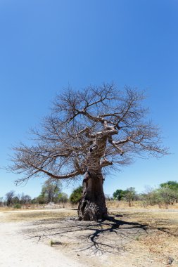 görkemli baobab ağacı