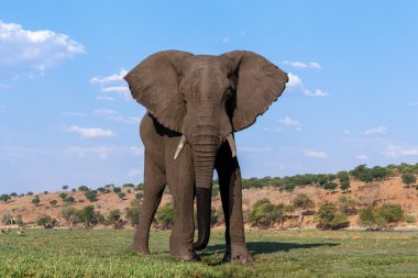 Chobe Ulusal Parkı 'nda Afrika Fili