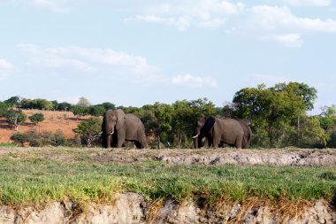 Chobe Ulusal Parkı 'nda Afrika Fili