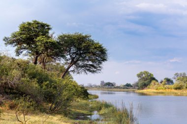 Afrika peyzaj